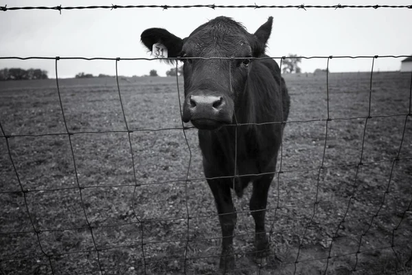 Сірий Знімок Молочної Корови Обличчям Паркані — стокове фото