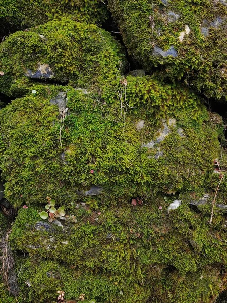 Colpo Verticale Muschio Verde Vecchie Rocce — Foto Stock