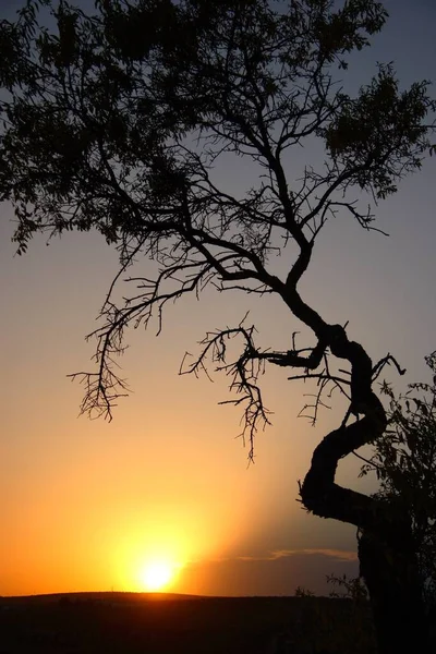 Tiro Vertical Silhueta Uma Árvore Solitária Sob Céu Laranja Pôr — Fotografia de Stock