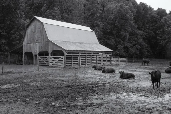 Grayscale Shot Barn Cows Sitting Field — Stock Photo, Image
