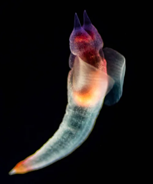 Глубоководное Существо Которое Светится Темноте Глубокого Океана — стоковое фото