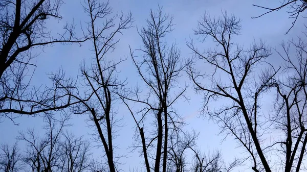 Gün Boyunca Çekilen Uzun Ağaçların Alçak Açılı Bir Görüntüsü — Stok fotoğraf