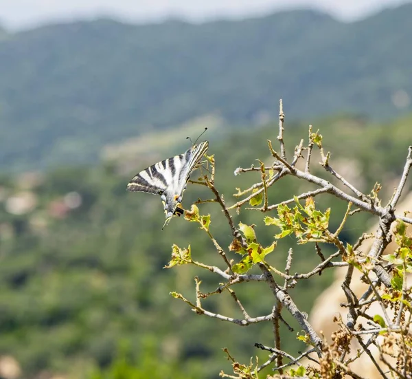 Selective Focus Shot Butterfly Sitting Tree Branch — Stock Photo, Image