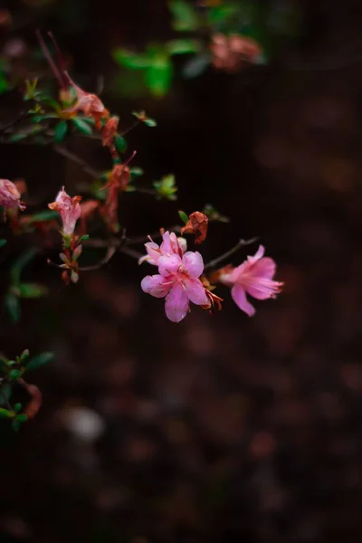 Çiçek Açan Bir Ağacın Dallarındaki Pembe Çiçekler — Stok fotoğraf