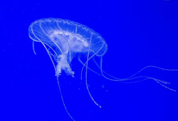 Крупный План Медузы Голубой Воде — стоковое фото