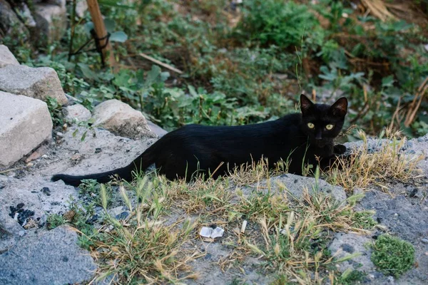 Черная Кошка Зелеными Глазами Лежащая Камнях — стоковое фото