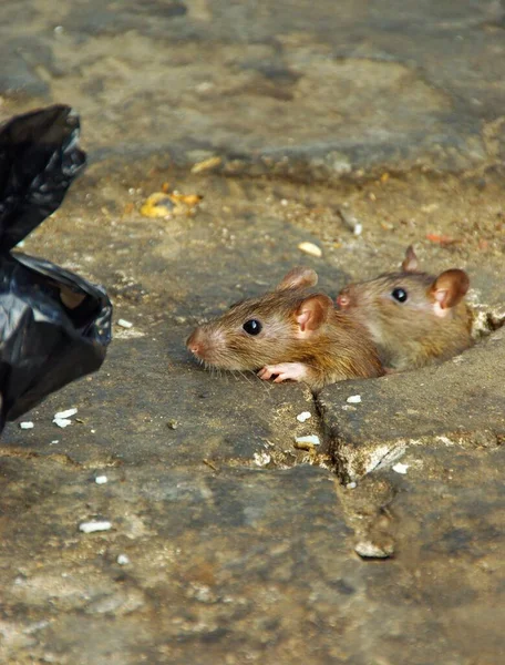 Vertical Shot Two Rats Dive Garbage Bag — Stock Photo, Image