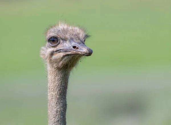 Selective Focus Shot Ostrich Face Blurred Background — Stock Photo, Image