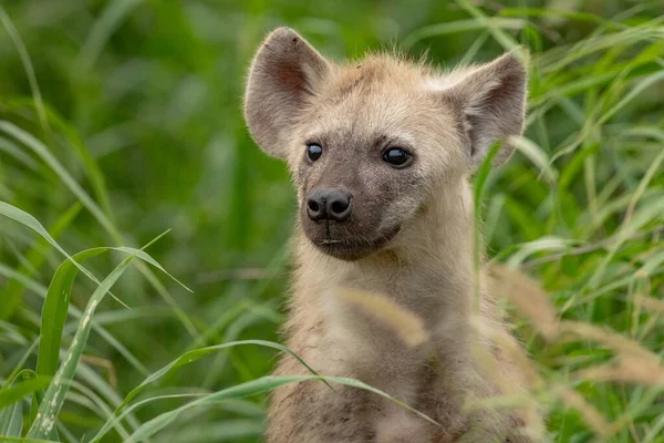 Closeup Shot Young Hyena Grass Field Daytime — Stock Photo, Image