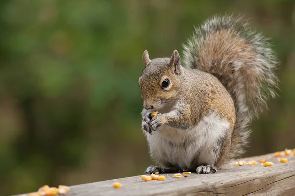 Tiro Perto Esquilo Comendo Pedaços Milho — Fotografia de Stock