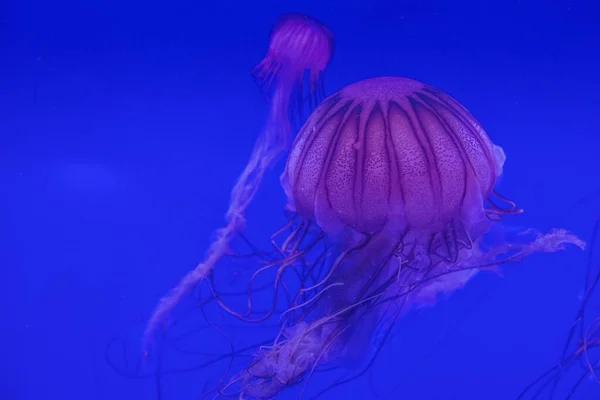 Dvě Růžové Medúzy Plavající Modré Vodě — Stock fotografie