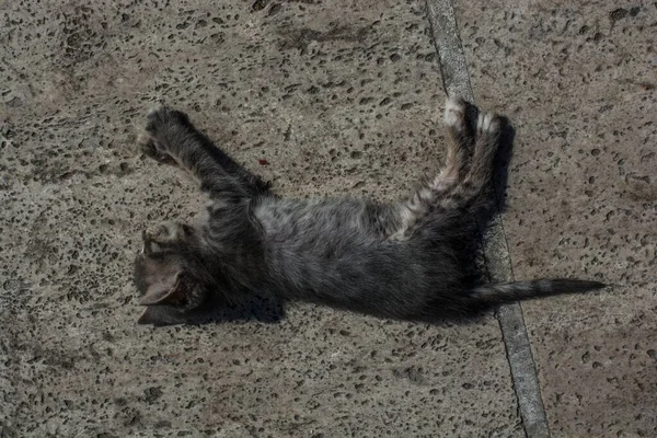 一只灰色的猫在灯光下睡在地上的高角镜头 — 图库照片