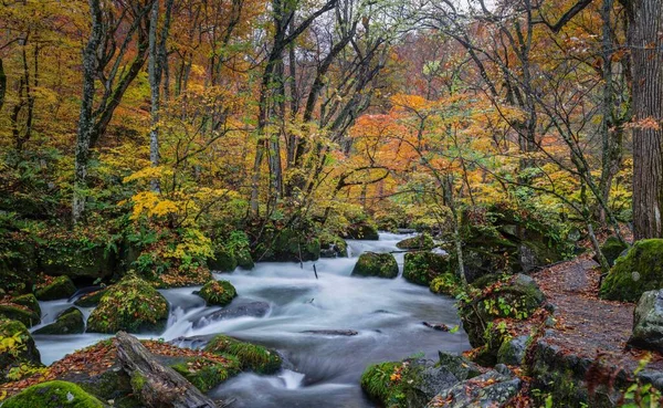 Ruisseau Oirase Dans Préfecture Aomori Japon Automne — Photo