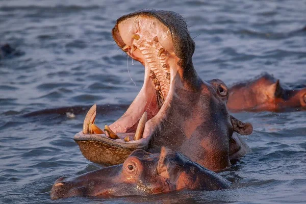 Detailní Záběr Hrocha Namočeného Vodě Otevřenou Tlamou — Stock fotografie