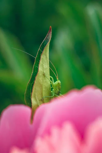 Bahçedeki Pembe Şakayık Çiçeğinin Üzerindeki Çekirge — Stok fotoğraf