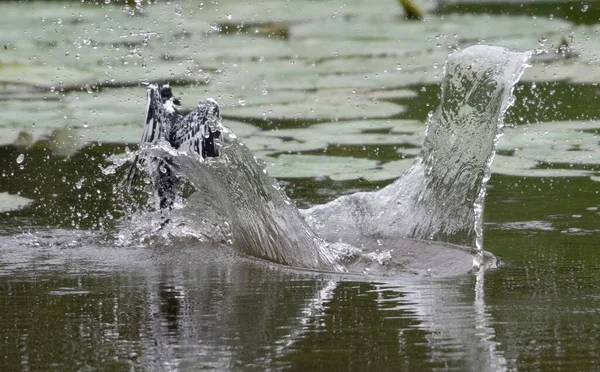 Gölün Üzerinde Uçan Siyah Beyaz Bir Kuşun Yakın Plan Çekimi — Stok fotoğraf