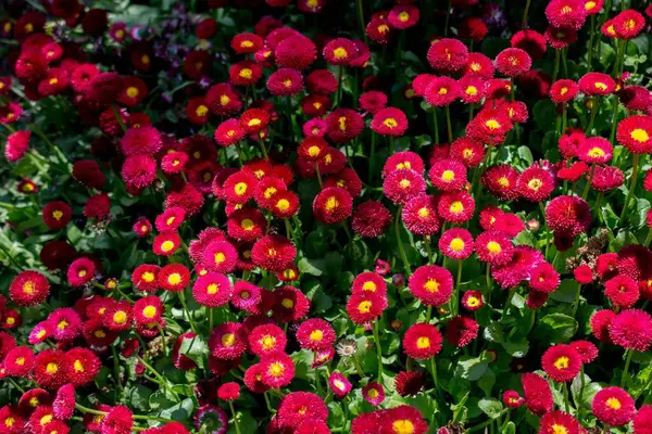 Hög Vinkel Skott Röda Eviga Blommor Omgivna Grönska Ett Fält — Stockfoto