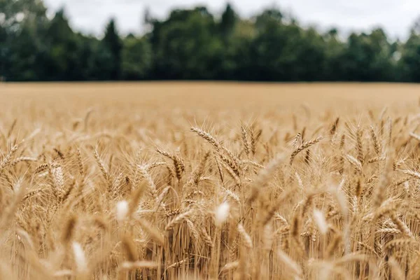 被金色的大麦田射中了麦田或大麦种植 大麦植株的黑麦收获和农业背景 — 图库照片