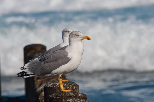 Close Shot European Herring Gulls Sitting Ocean Waves — Stock Photo, Image