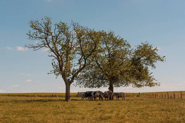 Корови Пасуться Пасовищі Під Деревами — стокове фото