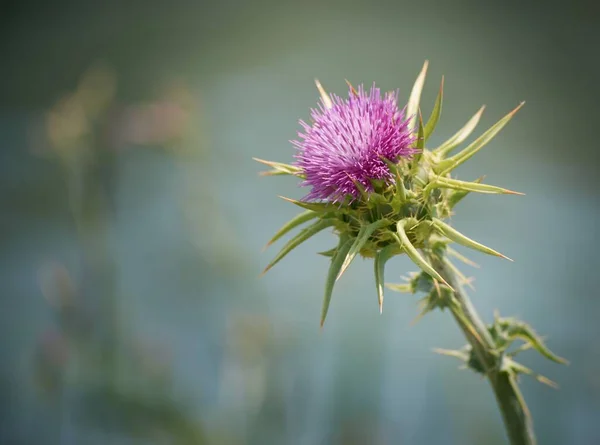 紫色のミルクアザミ植物の選択的な焦点ショット — ストック写真