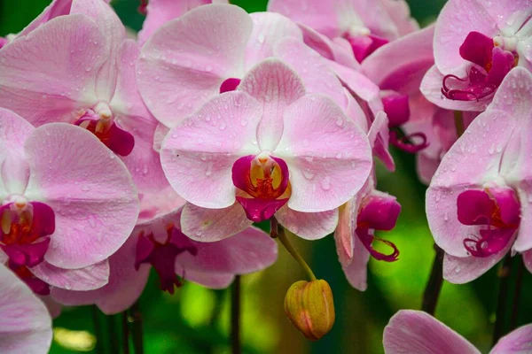 Güzel Pembe Güve Çiçekleri Kristal Berrak Yağmur Damlalarına Damlıyor — Stok fotoğraf