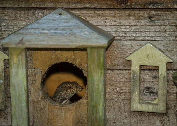 Eine Eidechse Blickt Durch Ein Kreisrundes Loch Einem Kleinen Holznest — Stockfoto