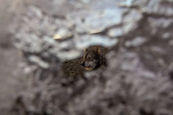 Een Shot Van Tamaskan Grijze Wold Hond Door Een Ijsgat — Stockfoto