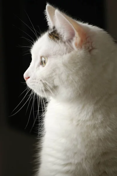 緑の目をした可愛い白い猫のクローズアップ — ストック写真
