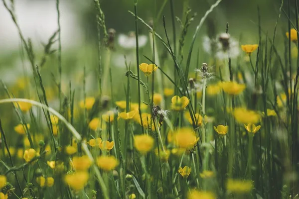 Ένα Ρηχό Πλάνο Εστίασης Από Ζωηρά Κίτρινα Μικρά Λουλούδια Ένα — Φωτογραφία Αρχείου