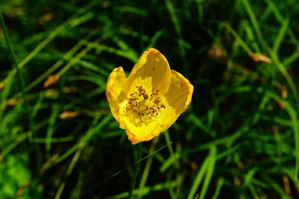 Uma Bela Flor Amarela Jardim — Fotografia de Stock