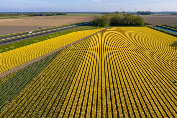 Letecký Snímek Pole Žlutých Tulipánů Dne — Stock fotografie