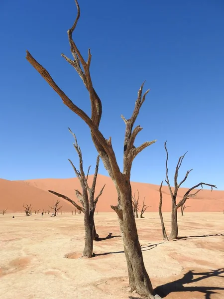 비아의 벨리에 사막에서 아래서 수직으로 나무들 — 스톡 사진