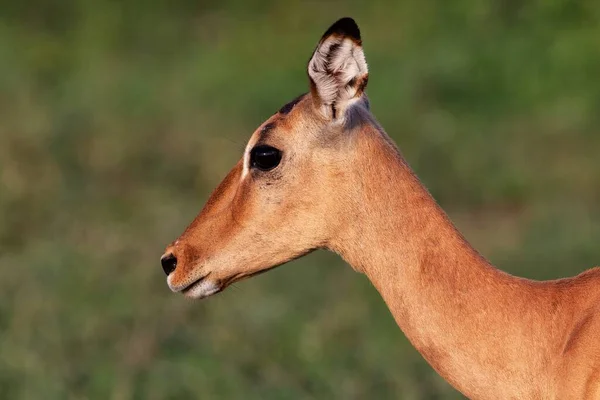 Selective Focus Shot Small Deer Field Blurred Background — Stock Photo, Image