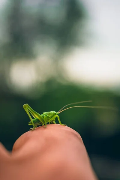Grasshopper Hand Person Garden — Stock Photo, Image