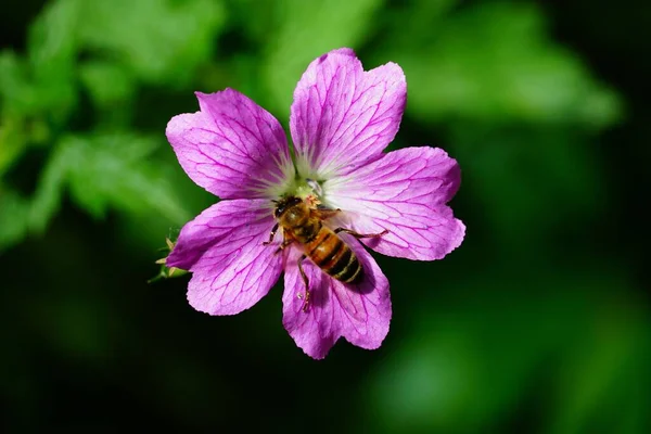 Крупный План Пчелы Фиолетовом Цветке — стоковое фото