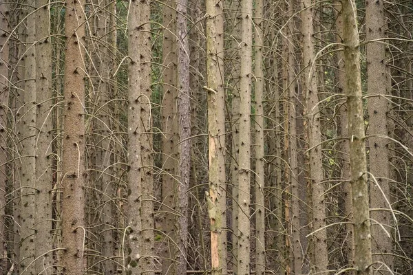 Cliché Une Forêt Épinettes Effrayante — Photo