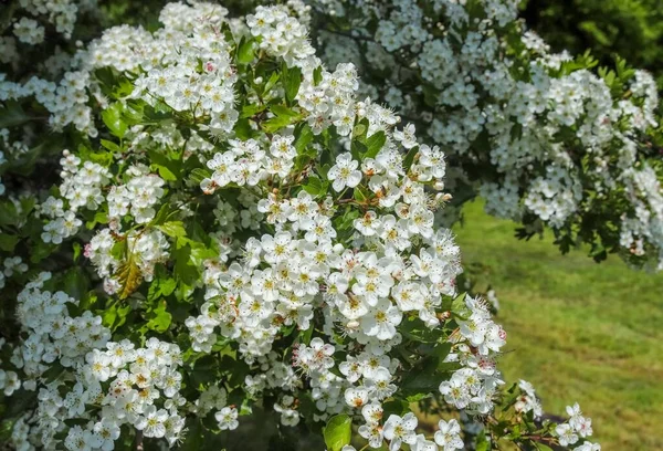 Ett Vackert Asiatiskt Körsbärsträd Blom Våren Med Vita Blommor — Stockfoto