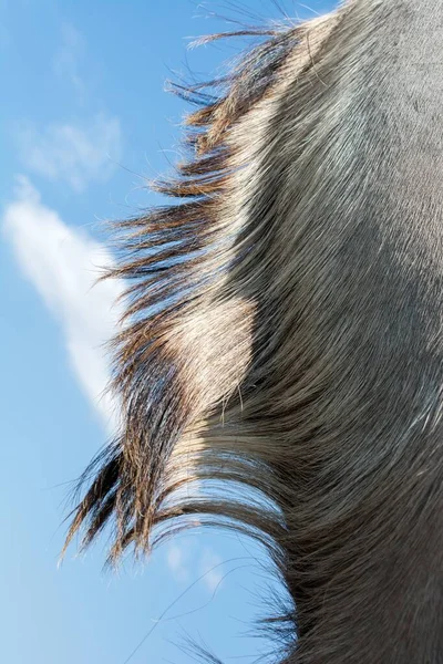 在蓝天背景下的一头黑色的 闪亮的动物毛的垂直照片 — 图库照片