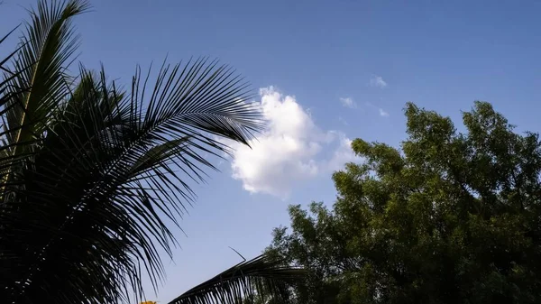 Feuilles Arbre Vert Ciel Bleu Sur Fond — Photo