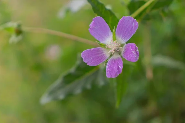 Närbild Skott Lila Aubretia Blomma — Stockfoto