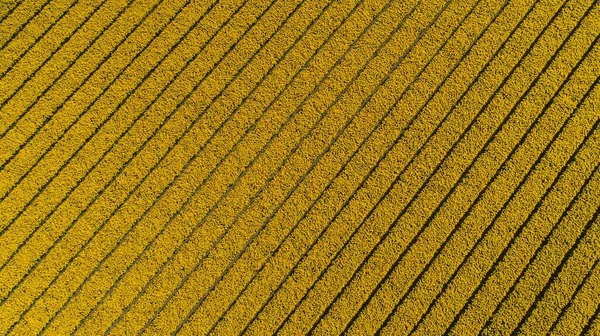 Повітряний Знімок Поля Жовтих Квітів Тюльпанів Вдень — стокове фото