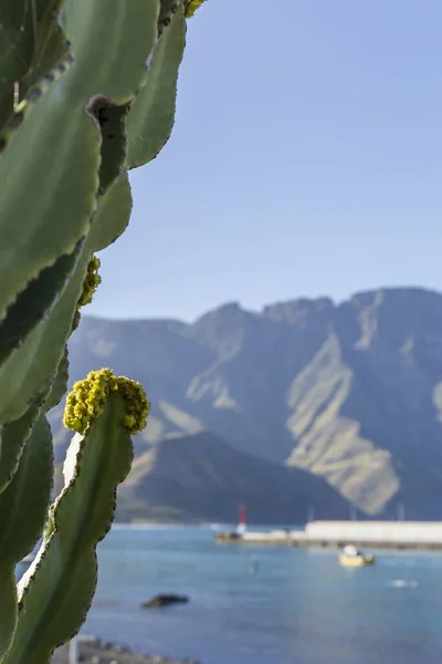 Nahaufnahme Eines Kaktus Der Meer Wächst — Stockfoto