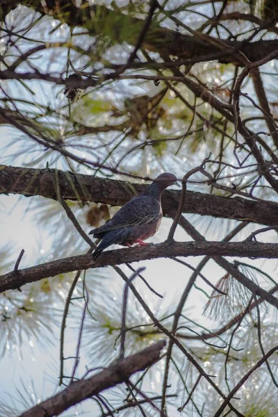 Gros Plan Pigeon Gris Sauvage Sur Une Branche Arbre — Photo