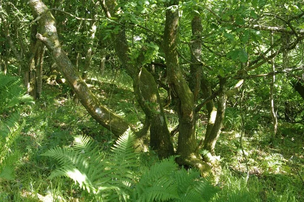 Ein Grüner Wald Mit Hohen Bäumen Und Büschen Tagsüber — Stockfoto