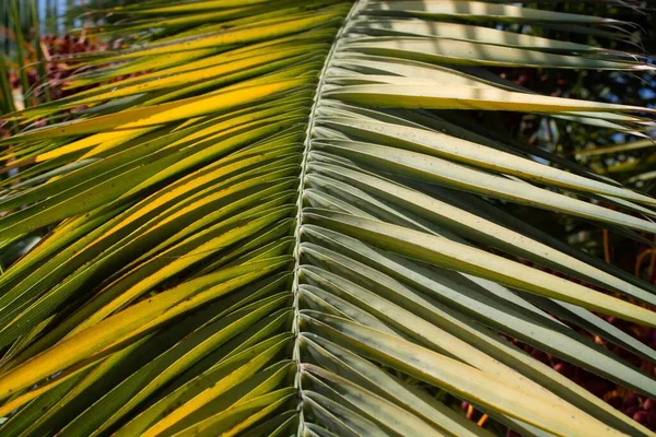 Крупним Планом Знімок Зеленої Тропічної Рослини Розмитим Тлом — стокове фото