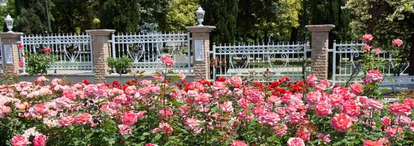 Mnoho Růžových Růží Před Plotem Parku — Stock fotografie