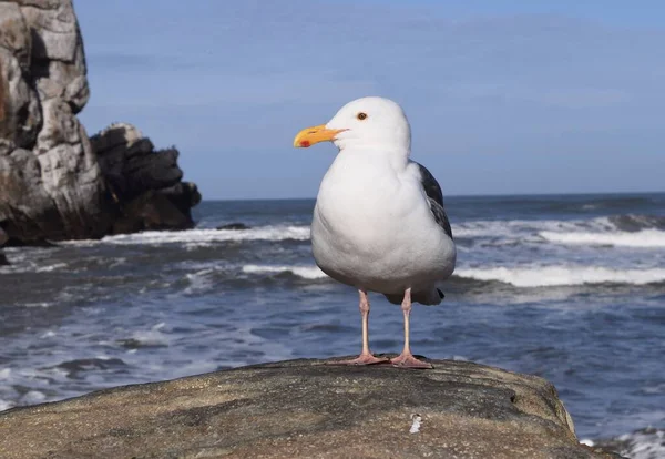 Closeup Shot Seagull Standing Boulder Morro Bay Beach Sunny Day — Stock Photo, Image