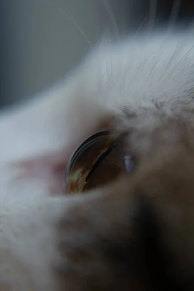 Een Macro Shot Van Het Expressieve Kattenoog — Stockfoto