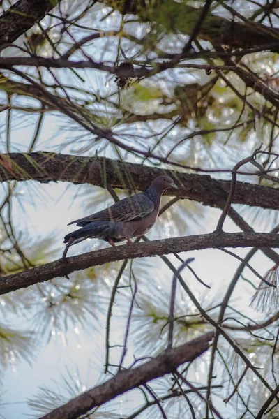 Gros Plan Vertical Pigeon Sauvage Gris Sur Une Branche Arbre — Photo